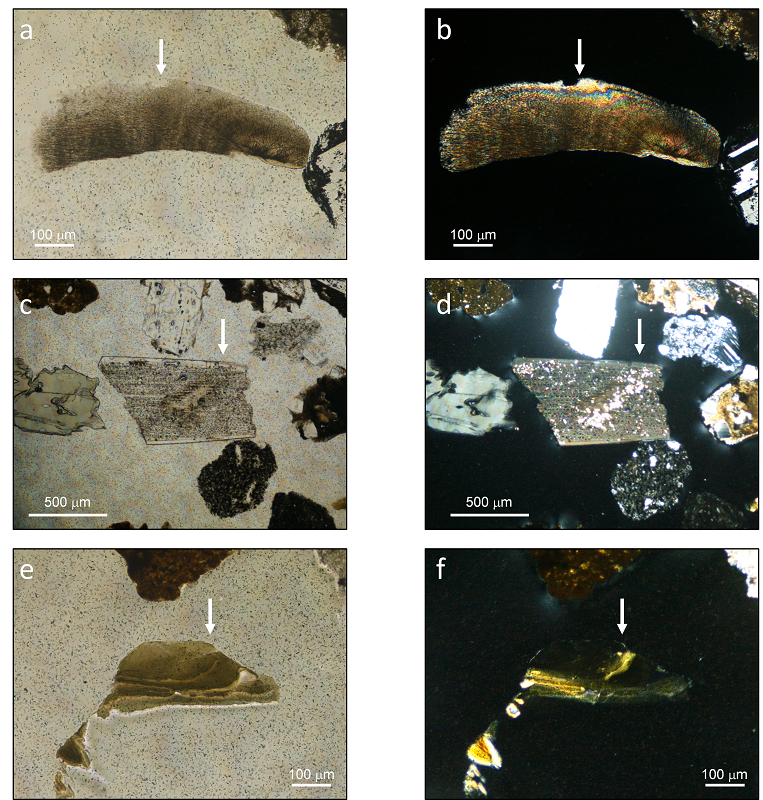  図６ ：地点Eの黒色の土砂中の生物源石灰砕屑物と黒雲母の薄片写真．a,bは軟体動物の硬組織の破片，c,dは棘皮動物の硬組織の破片，e,fは黒雲母．a,c,eは開放ニコルでの顕微鏡写真で，b,d,fは直交ニコルでの顕微鏡写真．