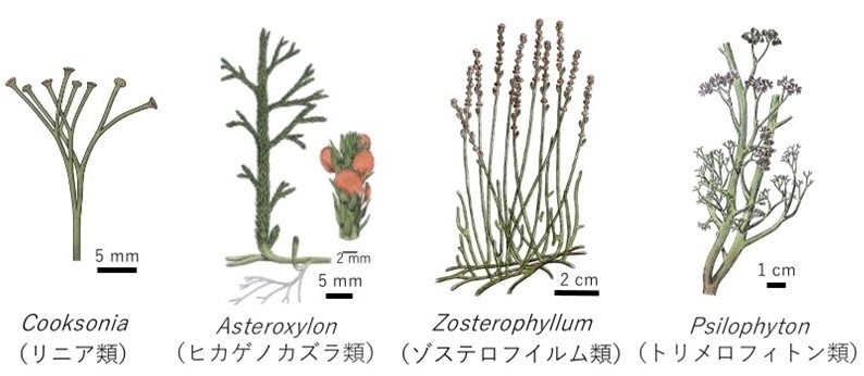  図２ ．中里層の胞子の由来植物のイメージ（Steemans et al., 2012改変）