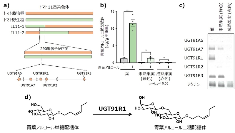図３ UGT91R1の探索と機能解析  a) IL11-1株とIL11-2株の染色体置換領域に存在するUGT91R1遺伝子  b) トマト各組織における青葉アルコール二糖配糖体内生量  c) トマト各組織におけるUGT91遺伝子の遺伝子発現量  d) UGT91R1組換え酵素は青葉アルコール単糖配糖体を青葉アルコール二糖配糖体に変換する