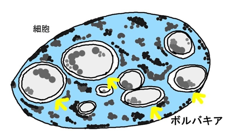  図１：細胞内のボルバキア 