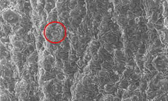 茶葉・裏面の電子顕微鏡写真（200倍）   ○  ：葉肉部の表皮細胞（細胞壁破壊前）