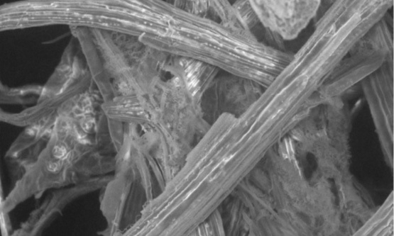 茶葉・葉脈繊維の電子顕微鏡写真（200倍） 細胞壁破壊後に分離した葉脈繊維