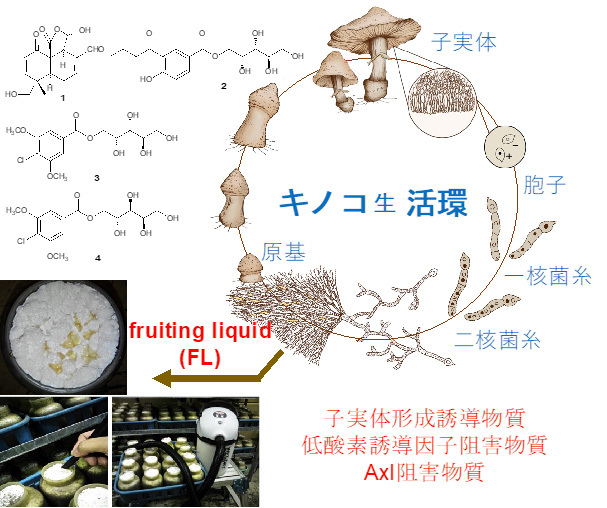  Fruiting liquid（FL）から生物活性物質の発見 