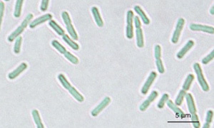 シアノバクテリアSynechococcus elongatusの細胞写真