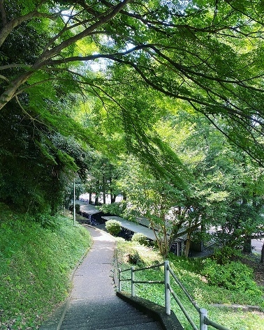   「なつの木漏れ日」  応募者名：@プラトさん 夏の光が美しく、静岡キャンパスの緑が映えた１枚。特別な演出もなく、日常の風景として撮影されており、歩きたくなりますね。