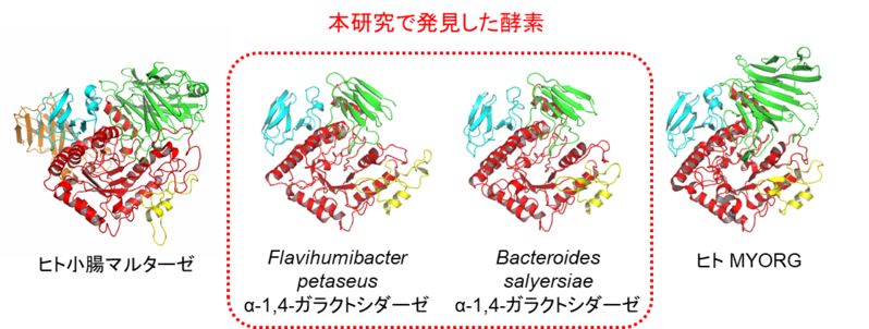  GH31酵素の立体構造 