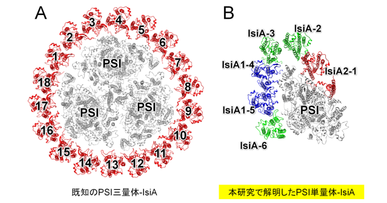  図１．PSI-IsiAの立体構造   A： 既に報告されているPSI三量体-IsiA構造。PSI（灰色）とIsiA（赤色）を図示した。ラベルされているPSIの単量体が三つ結合して三量体を形成する。単一遺伝子由来のIsiAが18個結合し（1~18の番号を付与）、リング状構造を形成する。  B： 本研究で解明したPSI単量体-IsiA構造。PSIの単量体（灰色）に対して、6個のIsiAが結合する。IsiA2-1（赤色）、IsiA1-4（青色）、IsiA1-5（青色）はそれぞれの遺伝子を同定した。IsiA1-4およびIsiA1-5は同じ遺伝子産物である。緑色のIsiAは今回の研究では遺伝子を同定できなかった。この図から、IsiA2-1はPSI単量体間相互作用の境界に位置することがわかる。