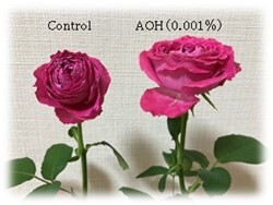図２．バラの切り花に対するAOHの効果（１週間後）