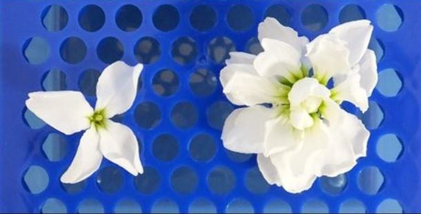 ▲ストックの豪華な八重咲きの花（右）