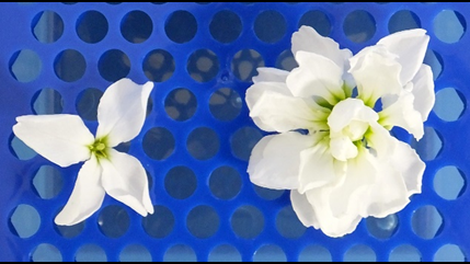 ▲ストックの豪華な八重咲きの花（右）