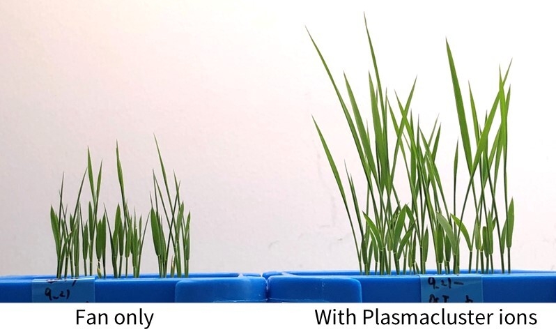  Fig. 3 View of cultivated rice seedlings (after seven days of seeding)