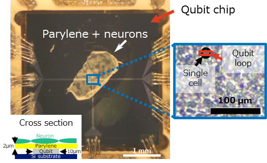  Fig. 4  Neurons cultured on a parylene film.