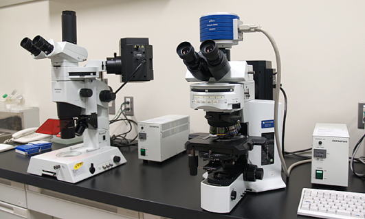 蛍光顕微鏡（オリンパス：システム顕微鏡BX60、実体顕微鏡SZX9）2018